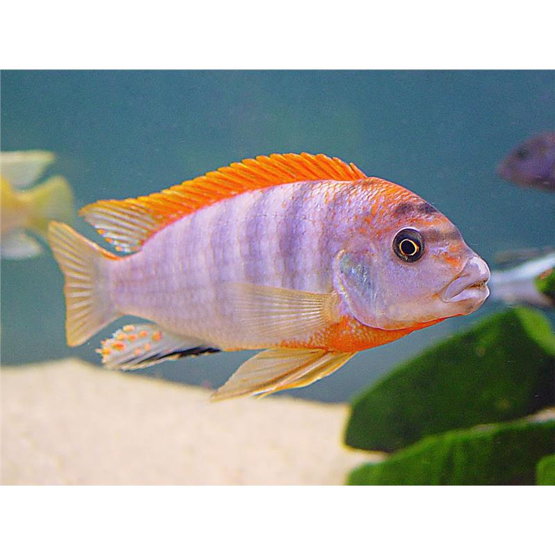 Labidochromis hongi red top - imagine 4